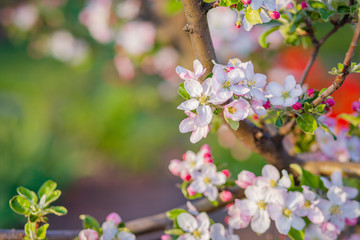 Close up of blooming buds of apple tree in the garden. Blooming apple orchard in spring sunset.