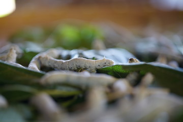Nakhon Ratchasima,Thailand-December 7, 2019: Silkworms or Bombyx mori eating Mulberry leaves