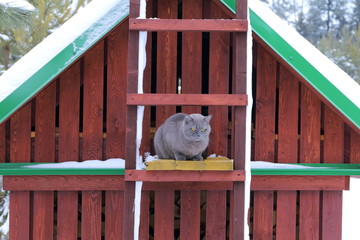 A gray cat sitting on a wooden staircase by the shed in wintertime.