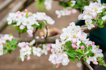 Close up of blooming buds of apple tree in the garden. Blooming apple orchard in spring sunset.