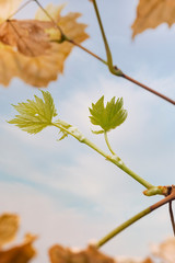 Grape branch with fresh green leaves and old dry yellow leaves.