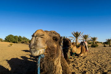camel in the desert, beautiful photo digital picture, photo as background