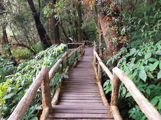 Fototapeta premium the pathway in the nature trail rute