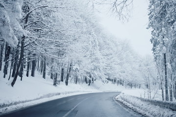 Fototapeta premium road in winter forest