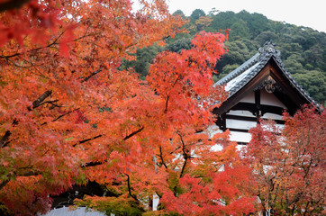 Beautiful red maple leaves in Kyoto's Eikando Temple