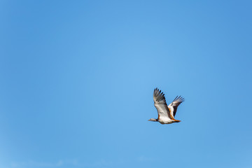 Fototapeta premium Avutarda común en vuelo. Otis tarda. Reserva Natural de Lagunas de Villafáfila, Zamora, España.