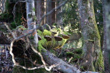 Baumstamm mit Baumpilzen im Sonnenlicht