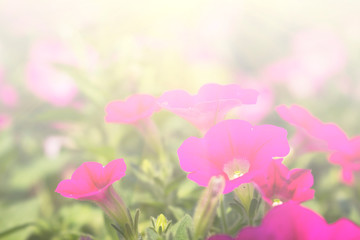 Floral background blooming in pastel tones