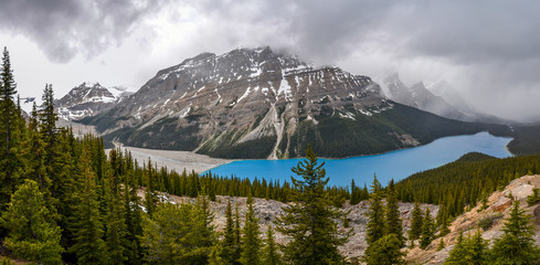 Panoramic view of bright blue Peyto Lake and the mountain range surrounded by pine forests during a cloud day.