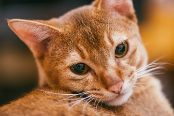 Abyssinian cat looks into the camera with a cute facial expression on blurred room background. Selective focus macro shot with shallow DOF