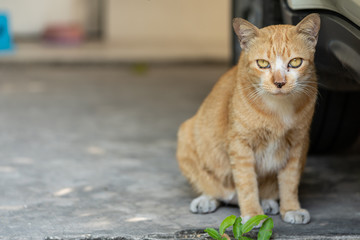 A yellow cat sitting by the car