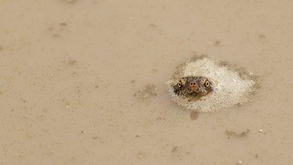 Tiny terrapin looking up from muddy water