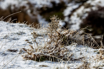 Icy plants in the mountains (Greece, Peloponnese) on a winter