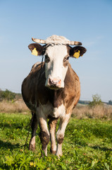 Fototapeta na wymiar krowa łąka wieś cow