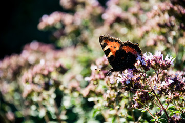 oregano motyl kwiaty