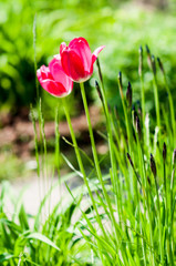 kwiaty tulipany czerwone ogród