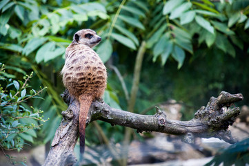 surykatka zwierze dzikie zwierze  © Wiktor