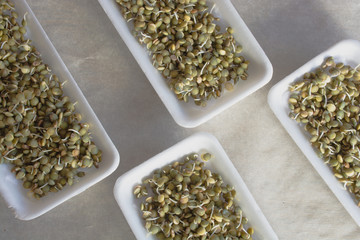 White boxes of fresh lentils sprouts closeup. Microgreens. Growing lentils sprouts for healthy salad. Eating right  restaurant cuisine concept