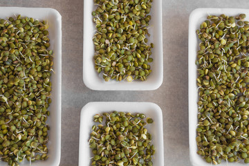 White boxes of fresh lentils sprouts closeup. Microgreens. Growing lentils sprouts for healthy salad. Eating right  restaurant cuisine concept