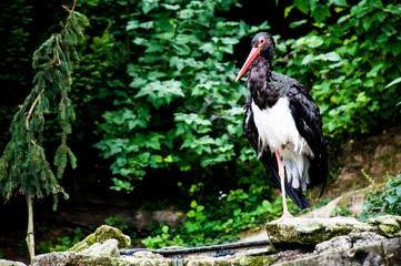 bocian czarny ptak zwierze ptak © Wiktor