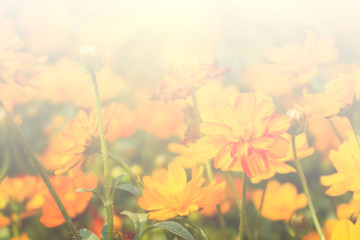 Fototapeta na wymiar Floral background blooming in pastel tones