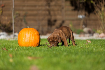 Urocze szczeniaki dog de bordeaux © Robert Wróblewski