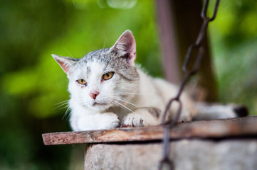 kot liże łapkę łapę leżący kot cat © Wiktor
