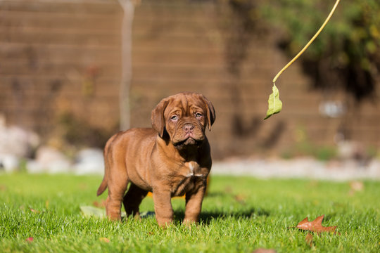Urocze szczeniaki dog de bordeaux
