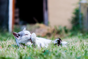 kot liże łapkę łapę leżący kot cat © Wiktor