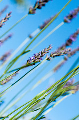 ogród lawenda niebo kwiaty kwitnące © Wiktor