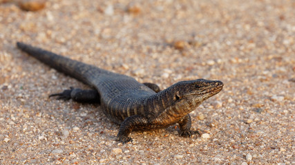 Giant plated lizard moving over fine stones
