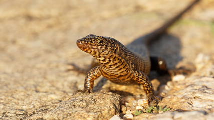 Giant plated lizard baskin in the sun