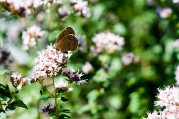 motyl ogród owad roślina