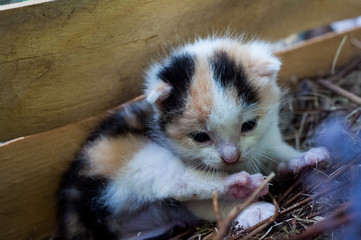 kotek mały kot cat  © Wiktor