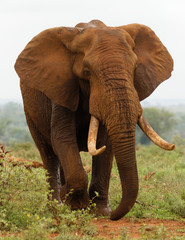 Naklejka na ściany i meble Large tusk African elephant up close