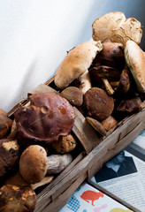 grzyby jesień zbierać grzyby mushrooms