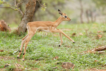 Newborn impala on the move