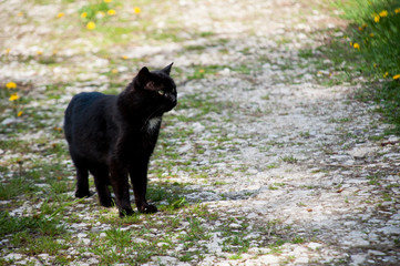 kot czarny zwierzak kotek cat