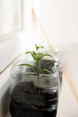 roślina liście młoda roślina