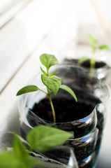 roślina, kwiat, liście, rosnie, sadzonka,