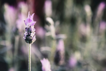 Closeup of lavender flowers in natural light