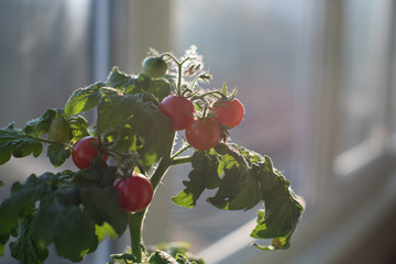 Cherry tomato plant with green and red tomatoes in a pot on the windowsill on a balcony, urban gardening, copy space.