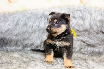 Funny portrait of a cute puppy on the couch. New beloved family member. Little dog barks at home and waits