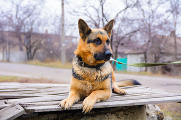 Funny portrait of a cute girl shepherd. The new beloved family member the dog barks at home and waits