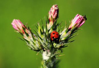 ladybug on a flower
