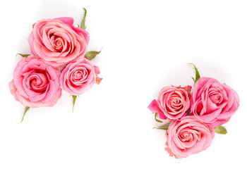 Beautiful pink roses