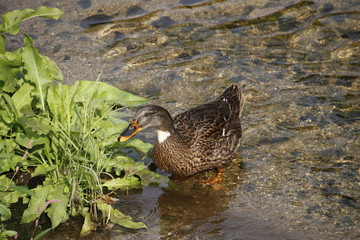 Fototapeta premium wild duck