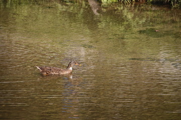 wild duck