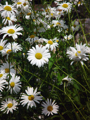 Fototapeta premium field of daisies