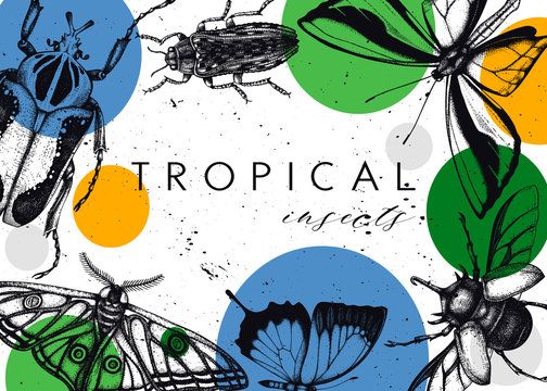 Vector collection of high detailed insects sketches. Hand drawn beetles illustrations in vintage style. Entomological drawings set. Beetles outlines for monogram, banner, poster, tattoo, cards design.